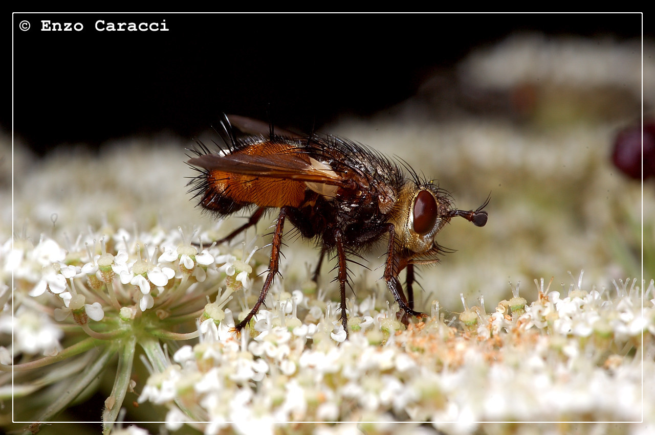 Tachina cf. fera (Tachinidae)